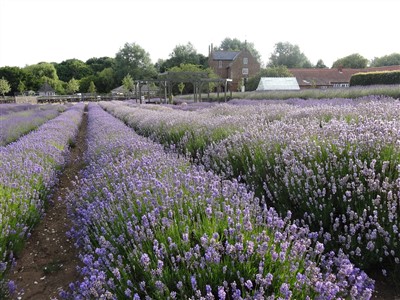 Thanks to West Norfolk authorises for images and Norfolk Lavender Farm.