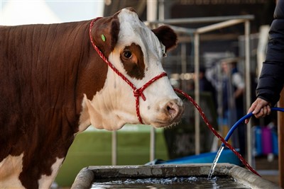 Royal Three Counties Show 2026 ( Malvern)