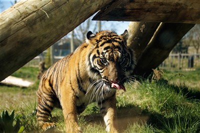 Thanks to Twycross Zoo for suppling these images 